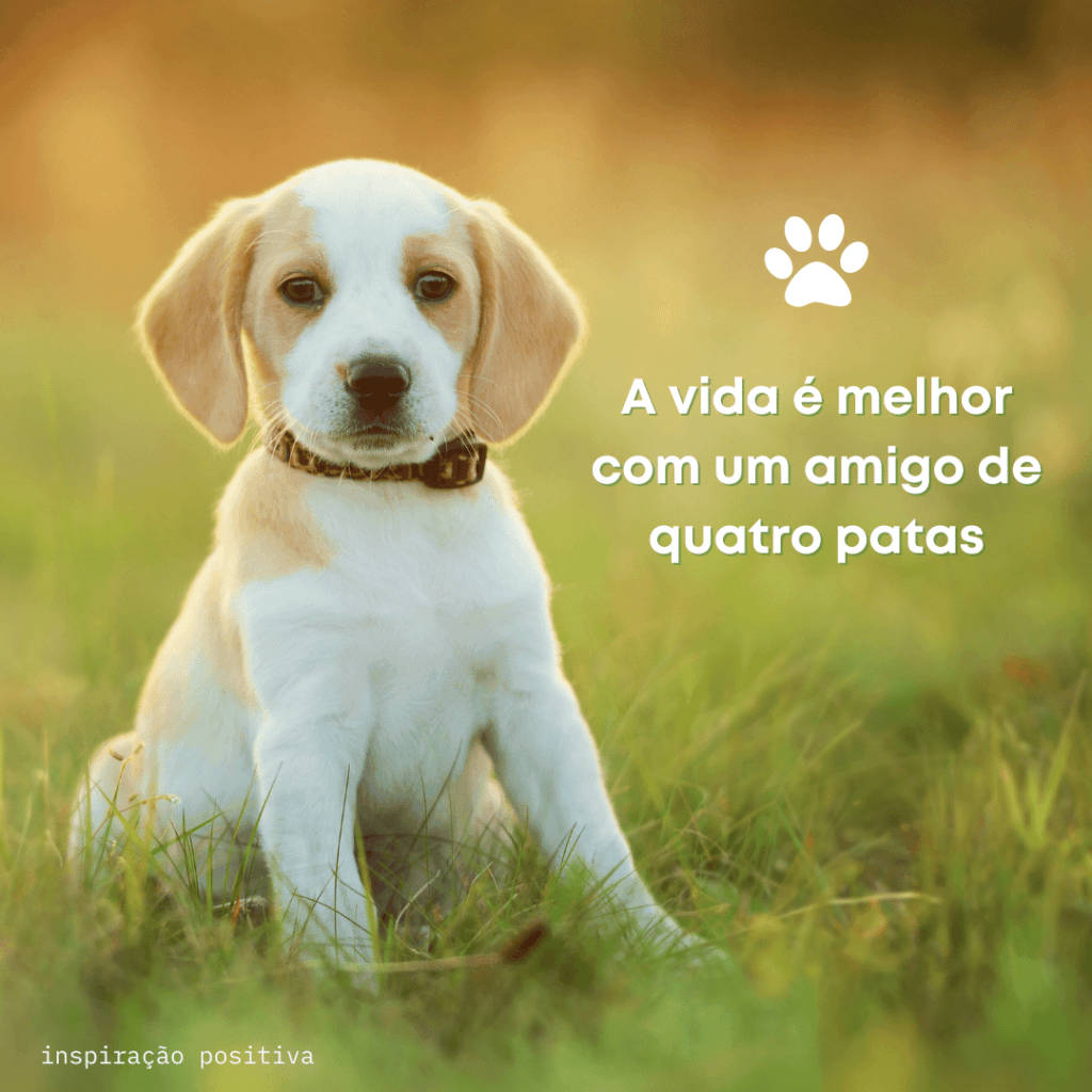 110 FRASES PARA LEGENDA DE FOTO DE CACHORRO: LISTA DE IDEIAS